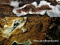 Serpula himantioides-amf2152